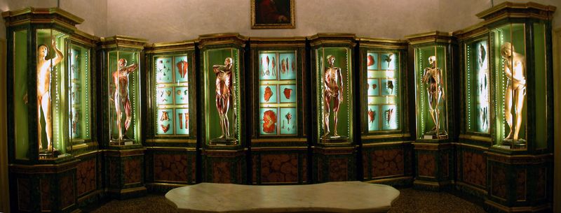 Panoramica della Stanza di Notomia, con le otto statue di Ercole Lelli (seconda metà sec. XVIII)